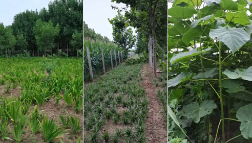 如何確定河南白蠟苗的施肥量？