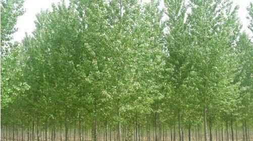 種植河南白蠟苗的養(yǎng)護(hù)方法你了解多少？